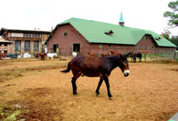 Grand Canyon South Rim Mule Barn